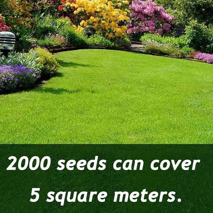 ⏰Last day 70% off- 🌱 Four seasons evergreen dwarf grass seeds🌾