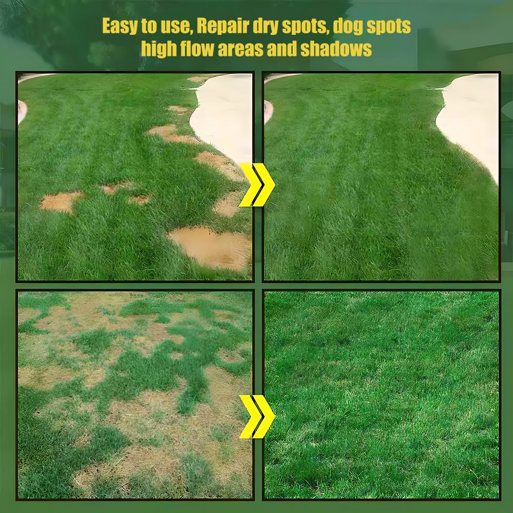⏰Last day 70% off- 🌱 Four seasons evergreen dwarf grass seeds🌾