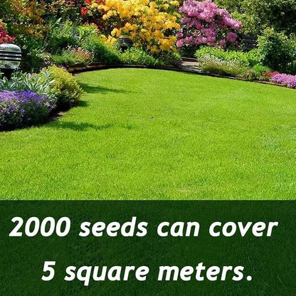 ⏰Last day 70% off- 🌱 Four seasons evergreen dwarf grass seeds🌾