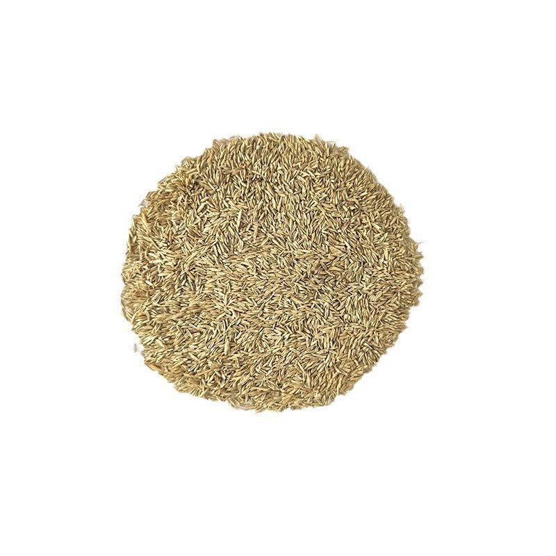 ⏰Last day 70% off- 🌱 Four seasons evergreen dwarf grass seeds🌾